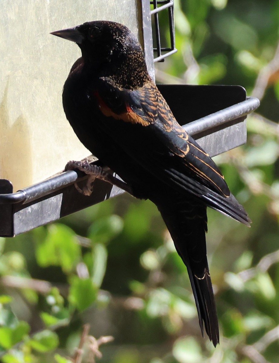 Red-winged Blackbird - ML625487206