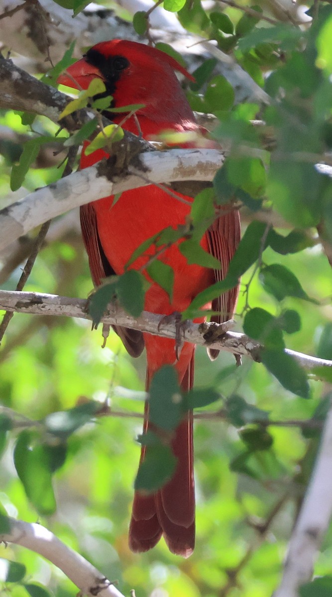 Northern Cardinal - ML625487230