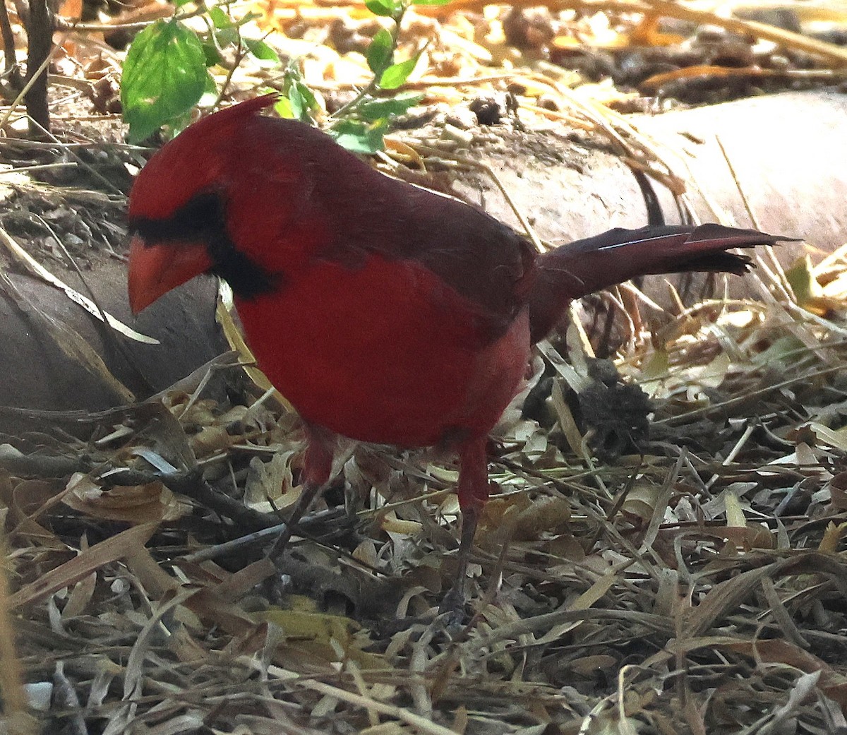 Northern Cardinal - ML625487233