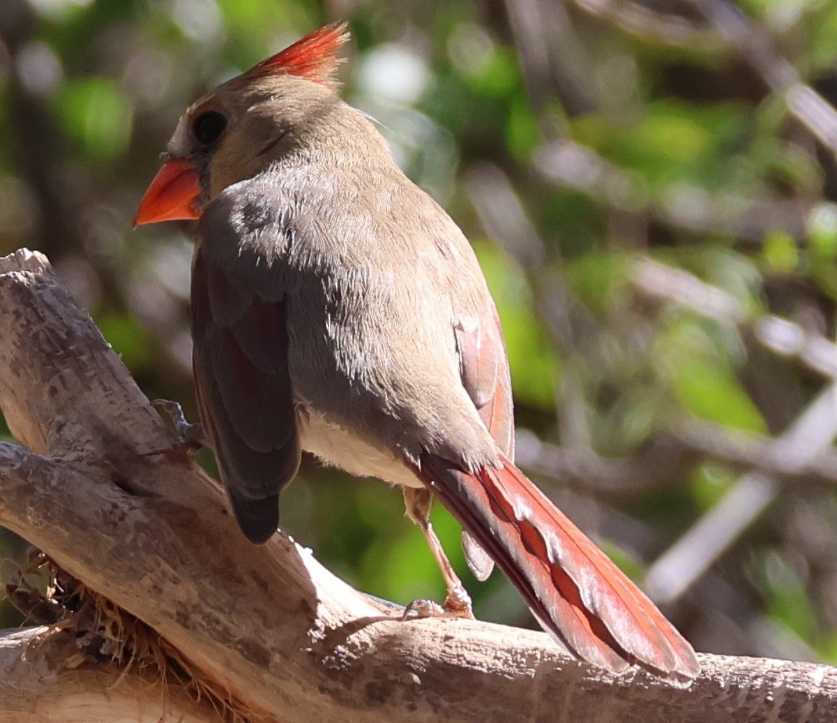 Northern Cardinal - ML625487265