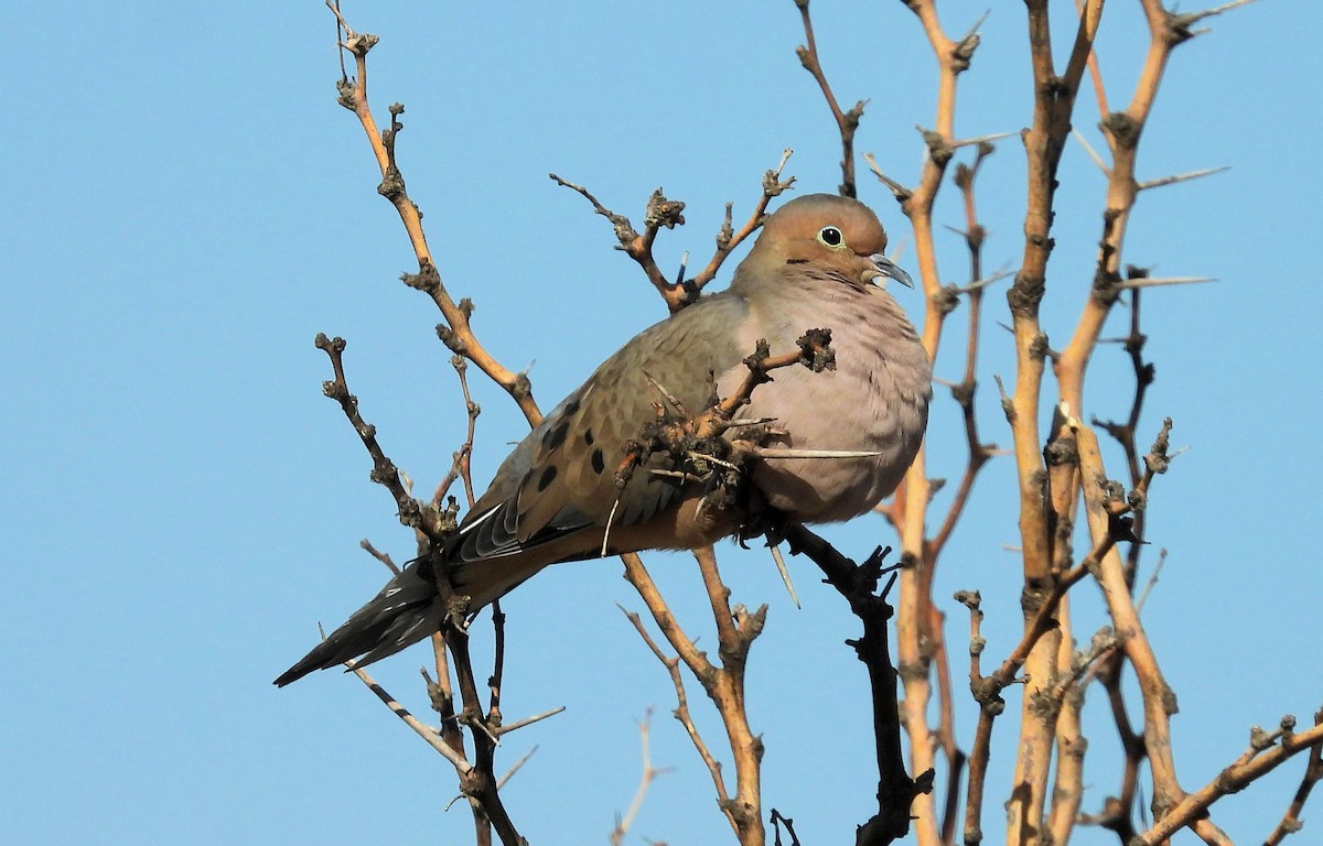 Mourning Dove - ML625487402