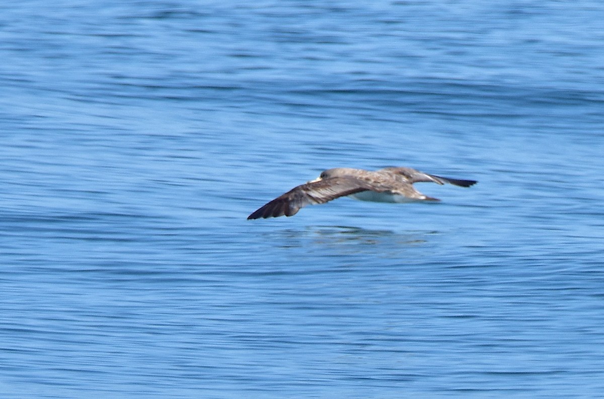 Cory's Shearwater - ML625487420