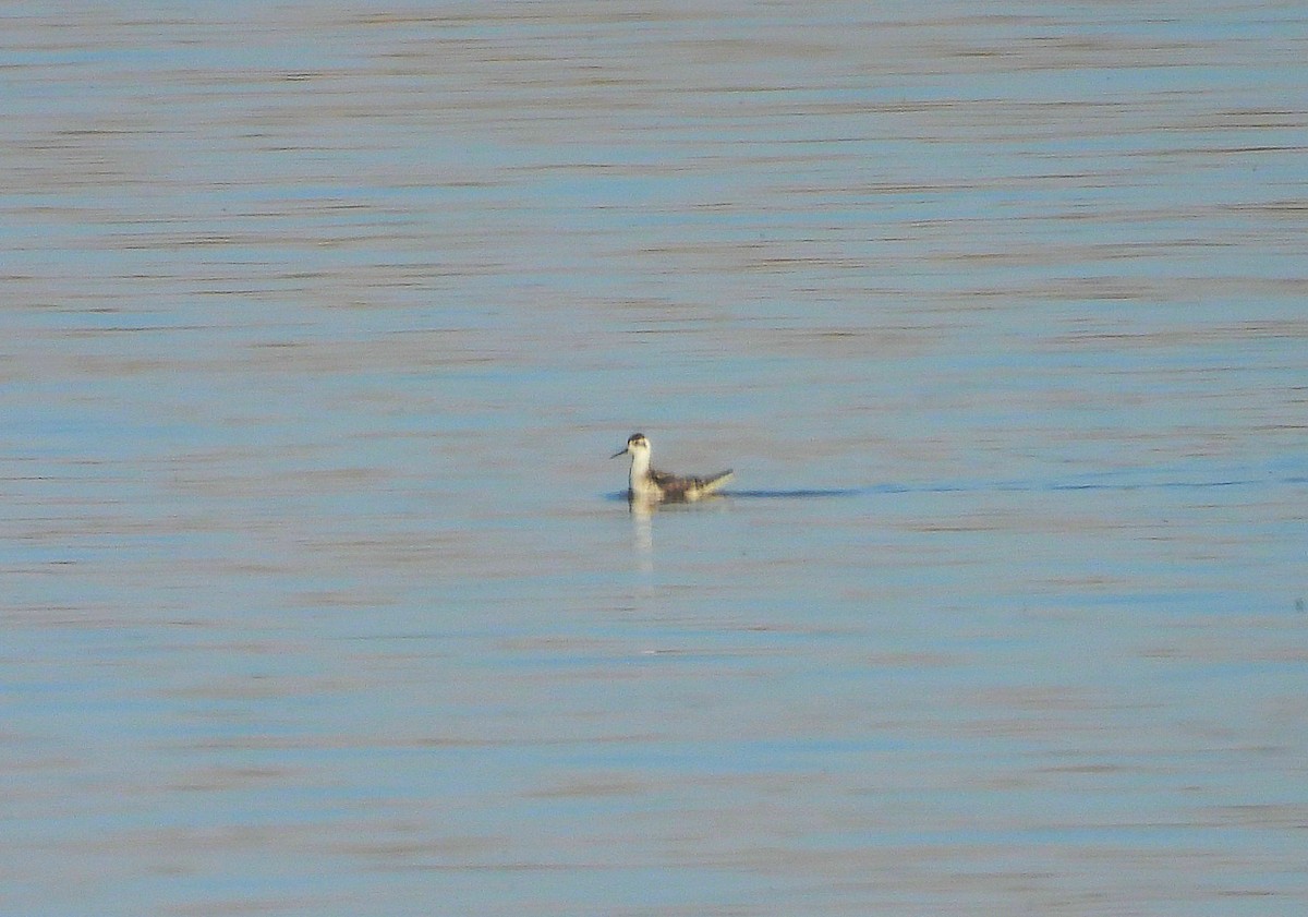 Red-necked Phalarope - ML625487424