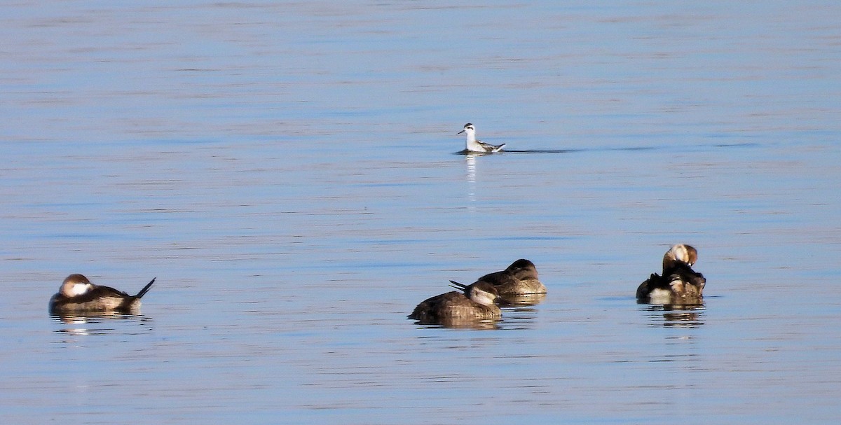 Red-necked Phalarope - ML625487425