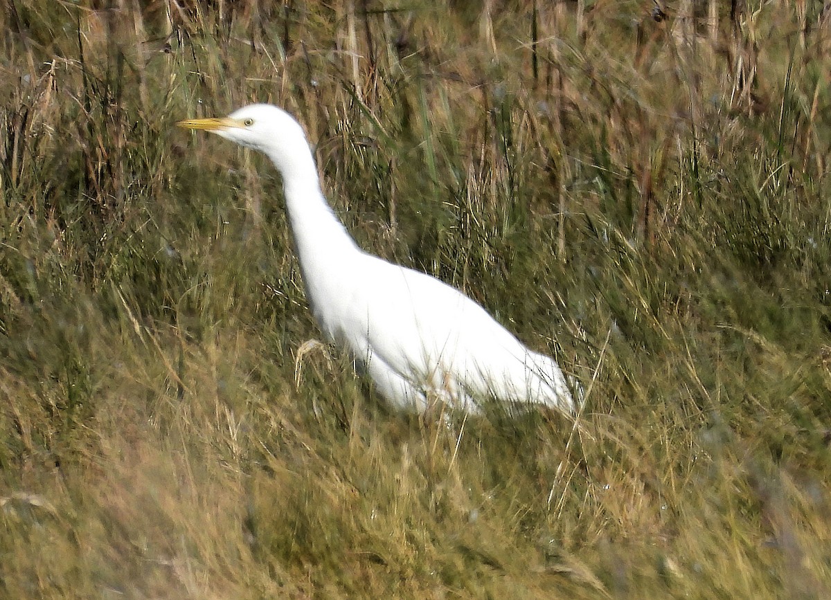 Western Cattle-Egret - ML625487454