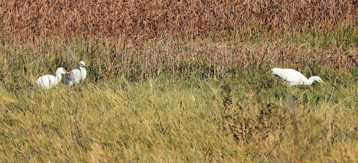 Western Cattle-Egret - ML625487455