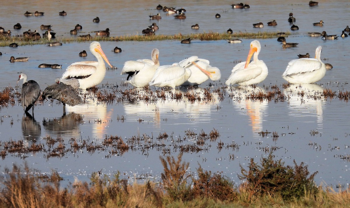 American White Pelican - ML625487471