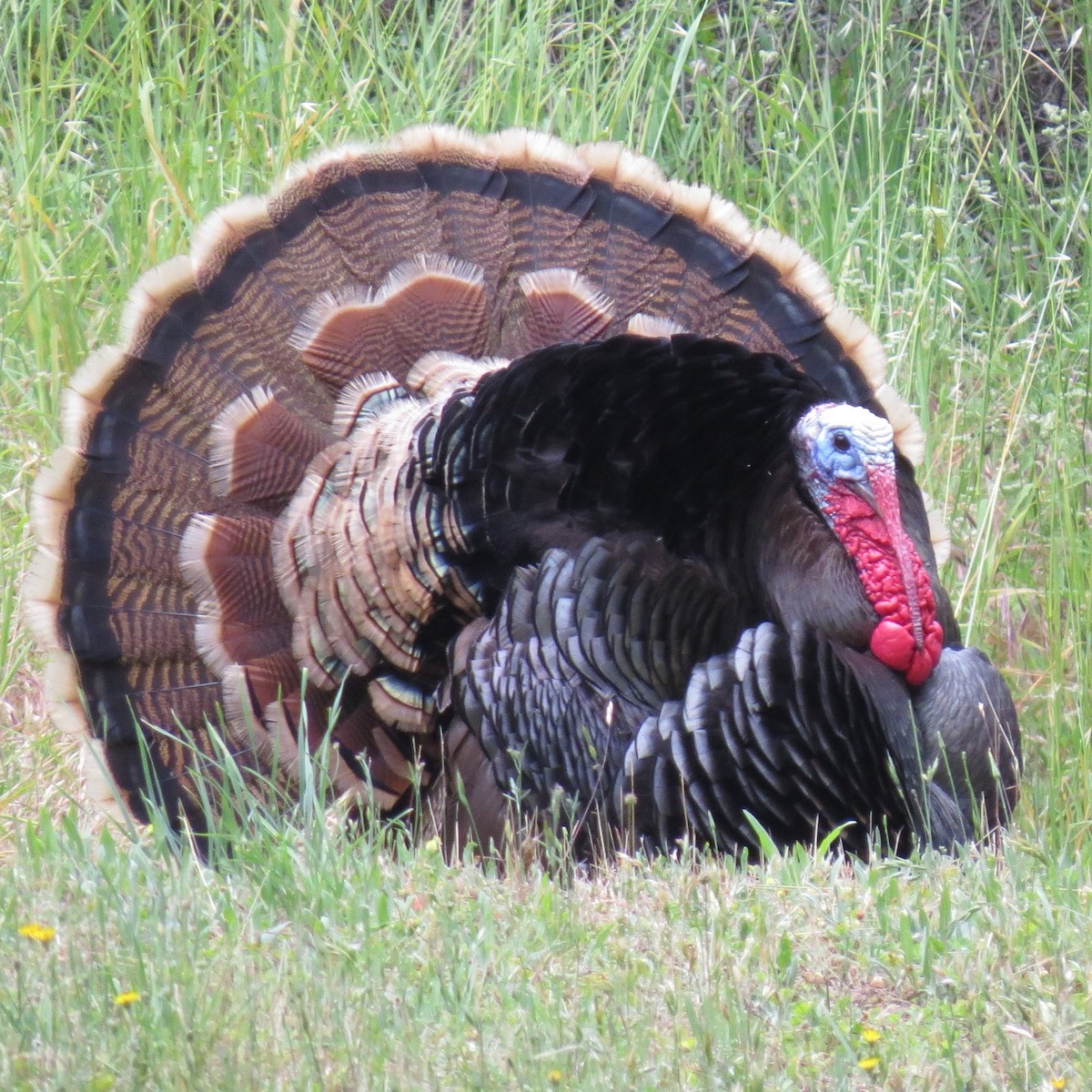 Wild Turkey - ML625487504