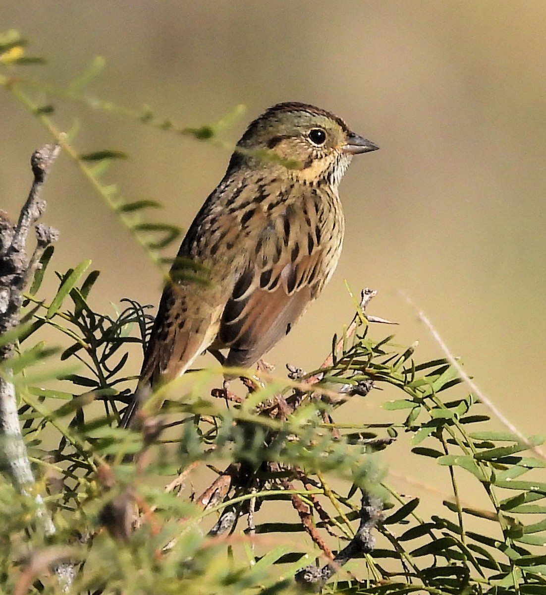 Lincoln's Sparrow - ML625487528