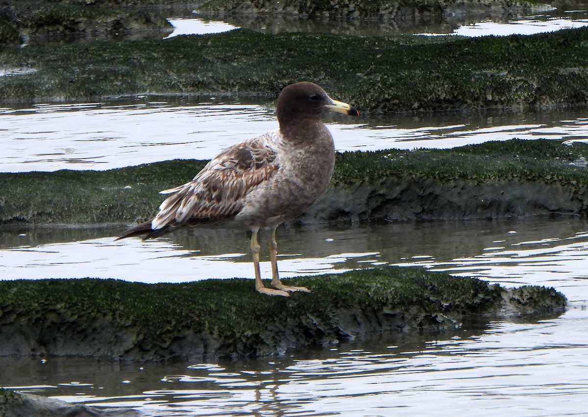 Belcher's Gull - Klaus Lachenmaier