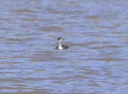 Horned Grebe - ML625487639