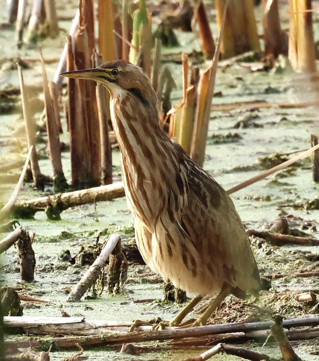 American Bittern - ML625487674