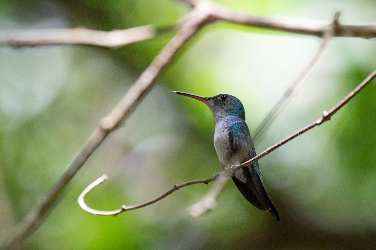 Sapphire-throated Hummingbird - ML625487682