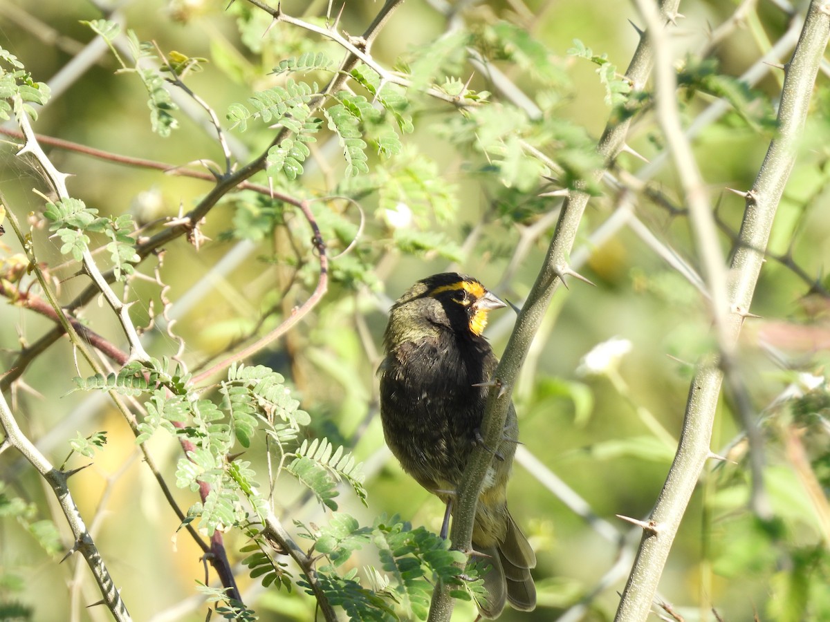 Yellow-faced Grassquit - Juan Carlos Padilla