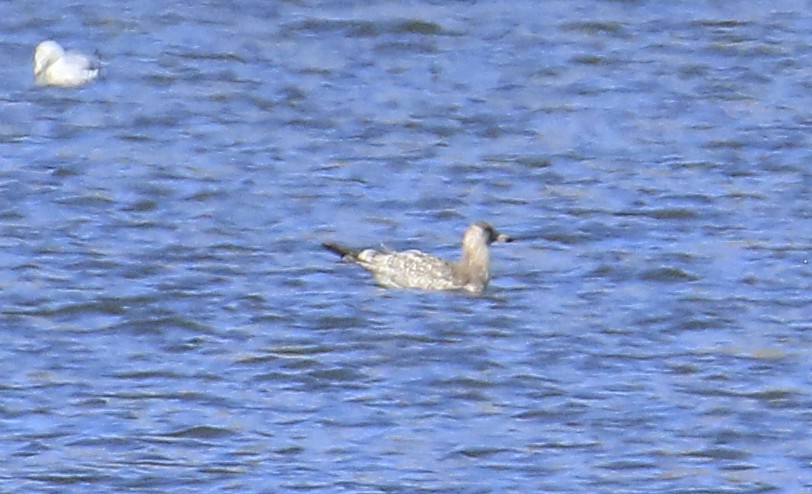 California Gull - ML625487723