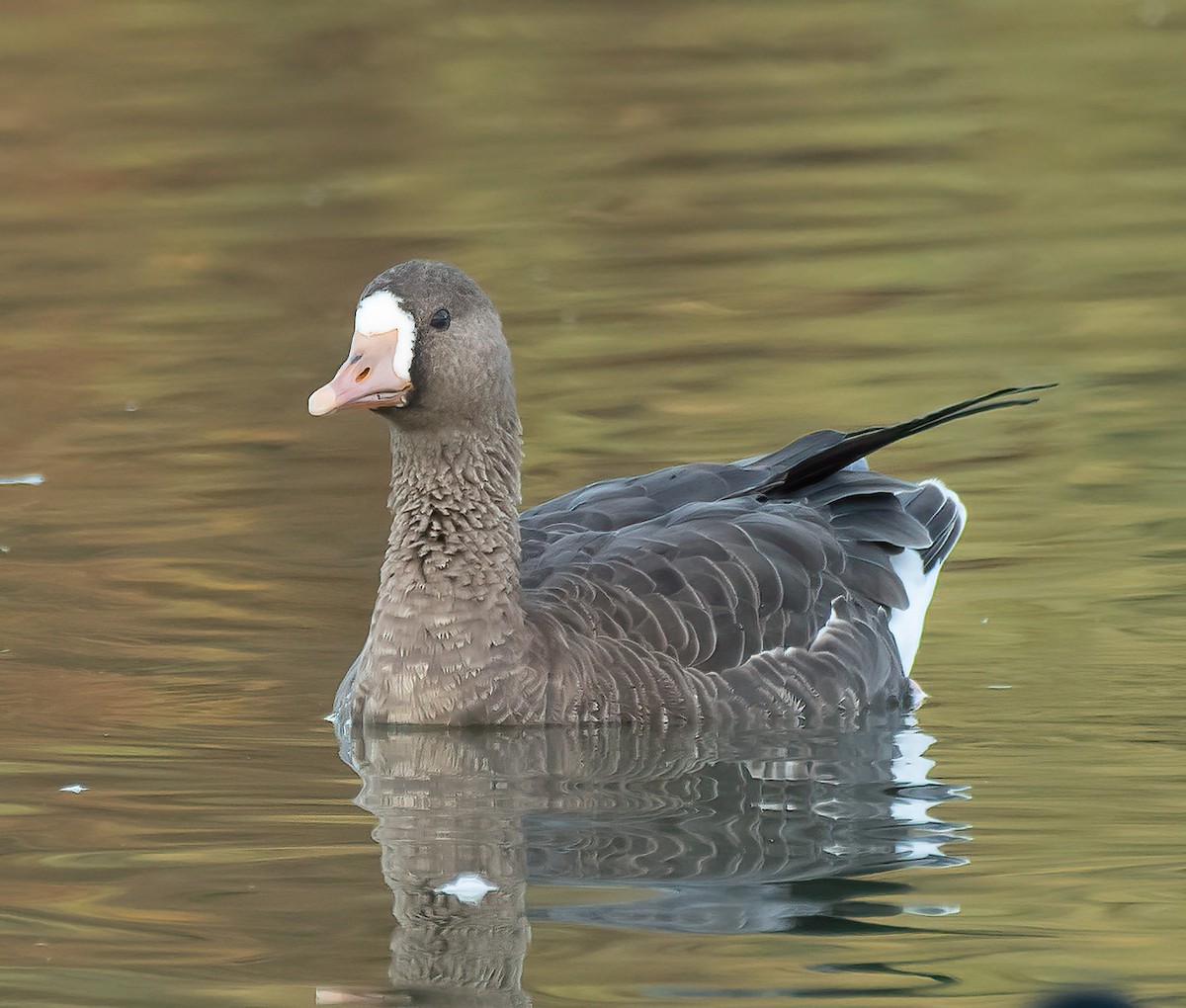 Greater White-fronted Goose - Gordon Karre