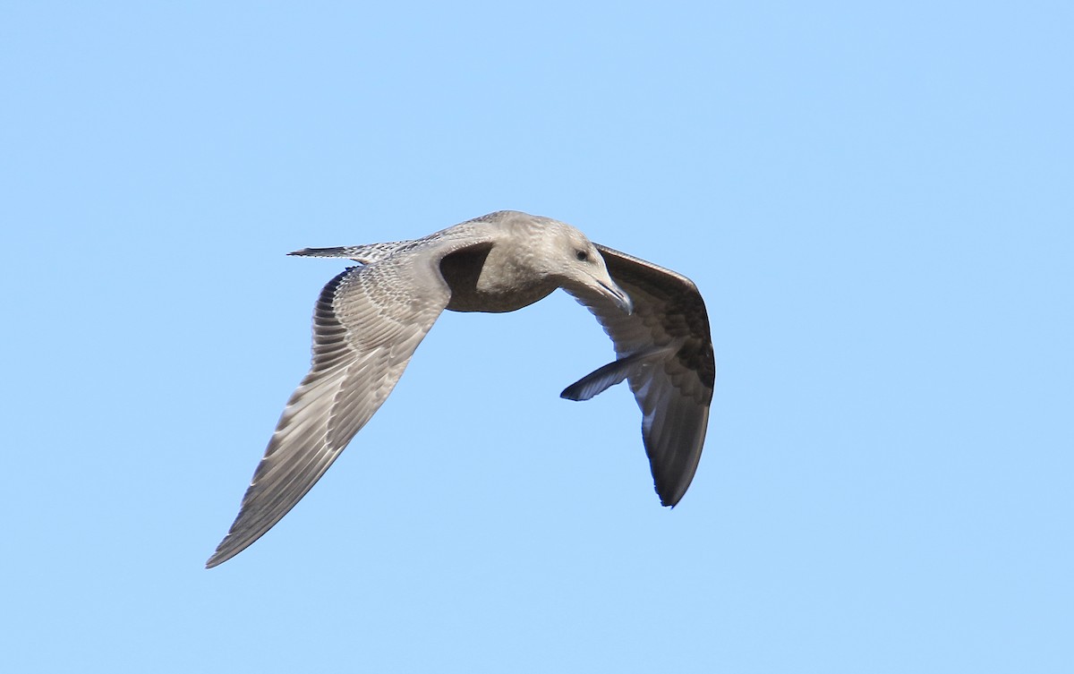 American Herring Gull - ML625487805