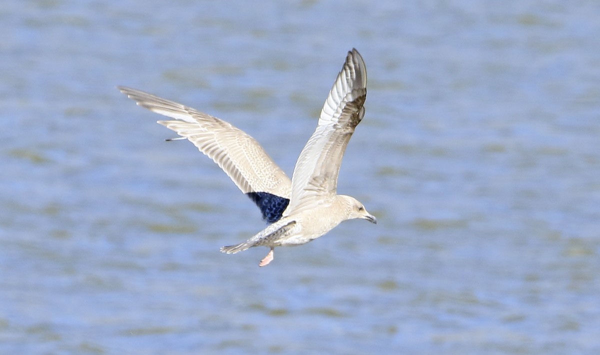 American Herring Gull - ML625487818