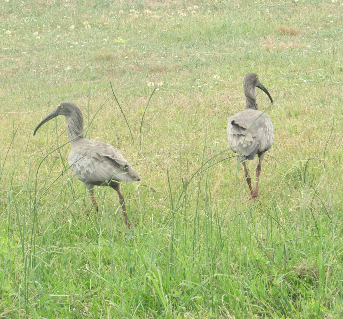 Plumbeous Ibis - ML625487886