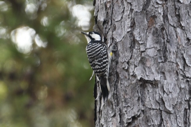 Red-cockaded Woodpecker - ML625487954