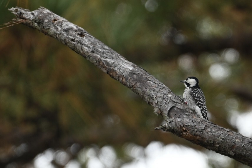 Red-cockaded Woodpecker - ML625487955