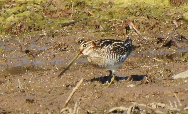 Wilsonbekassine - ML625487979