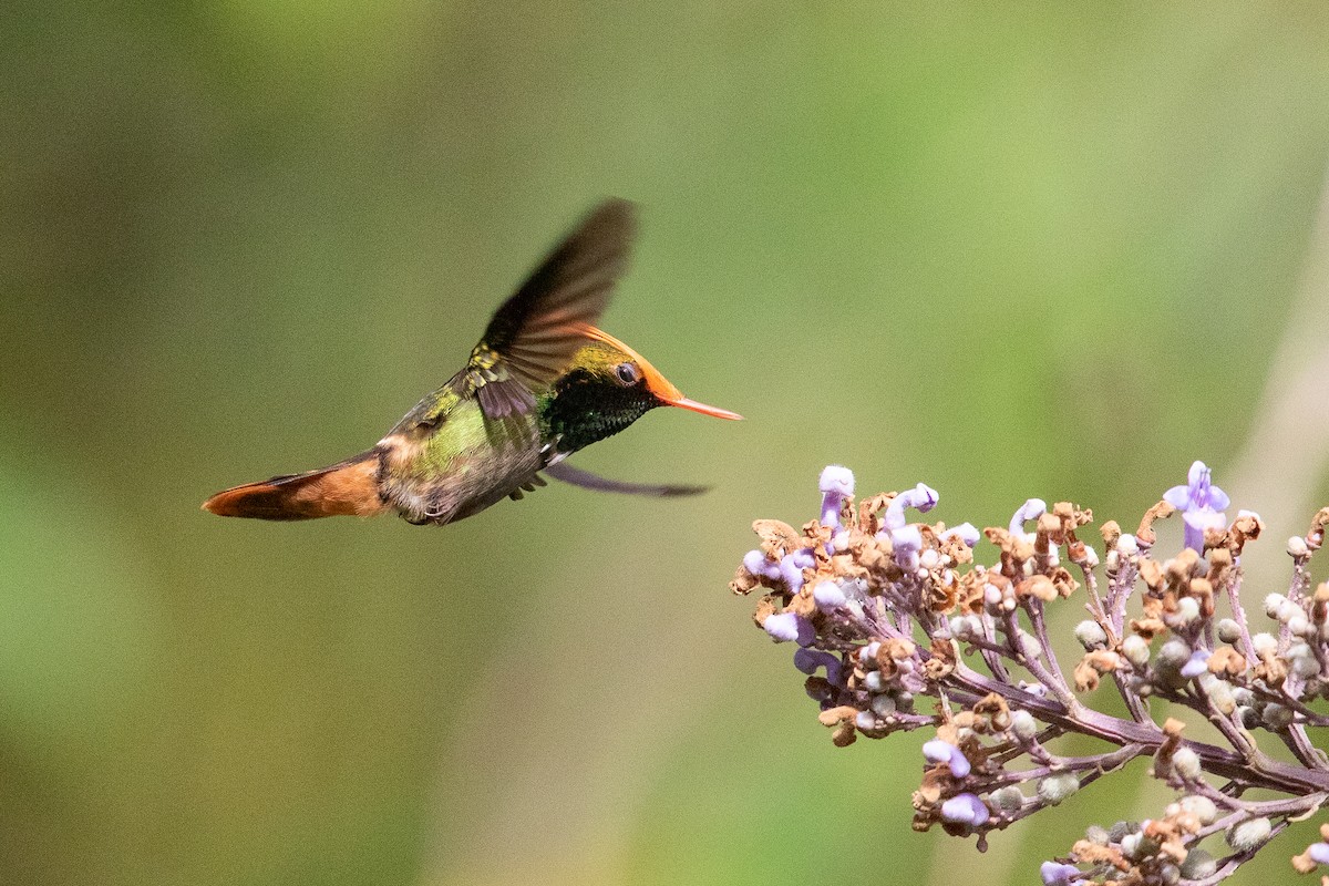 Rufous-crested Coquette - Nitin Chitale