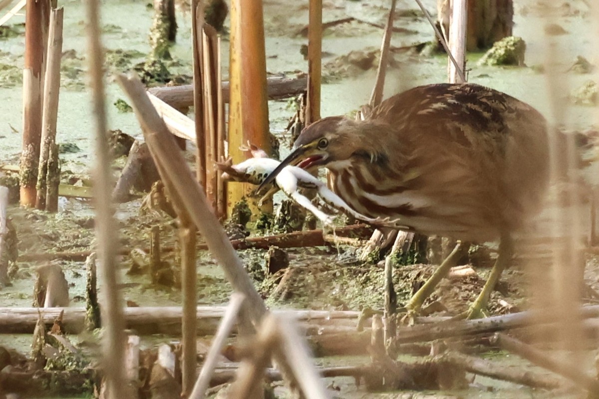 American Bittern - ML625488051
