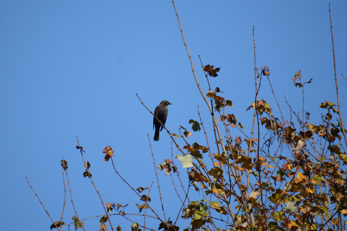 Rusty Blackbird - ML625488054