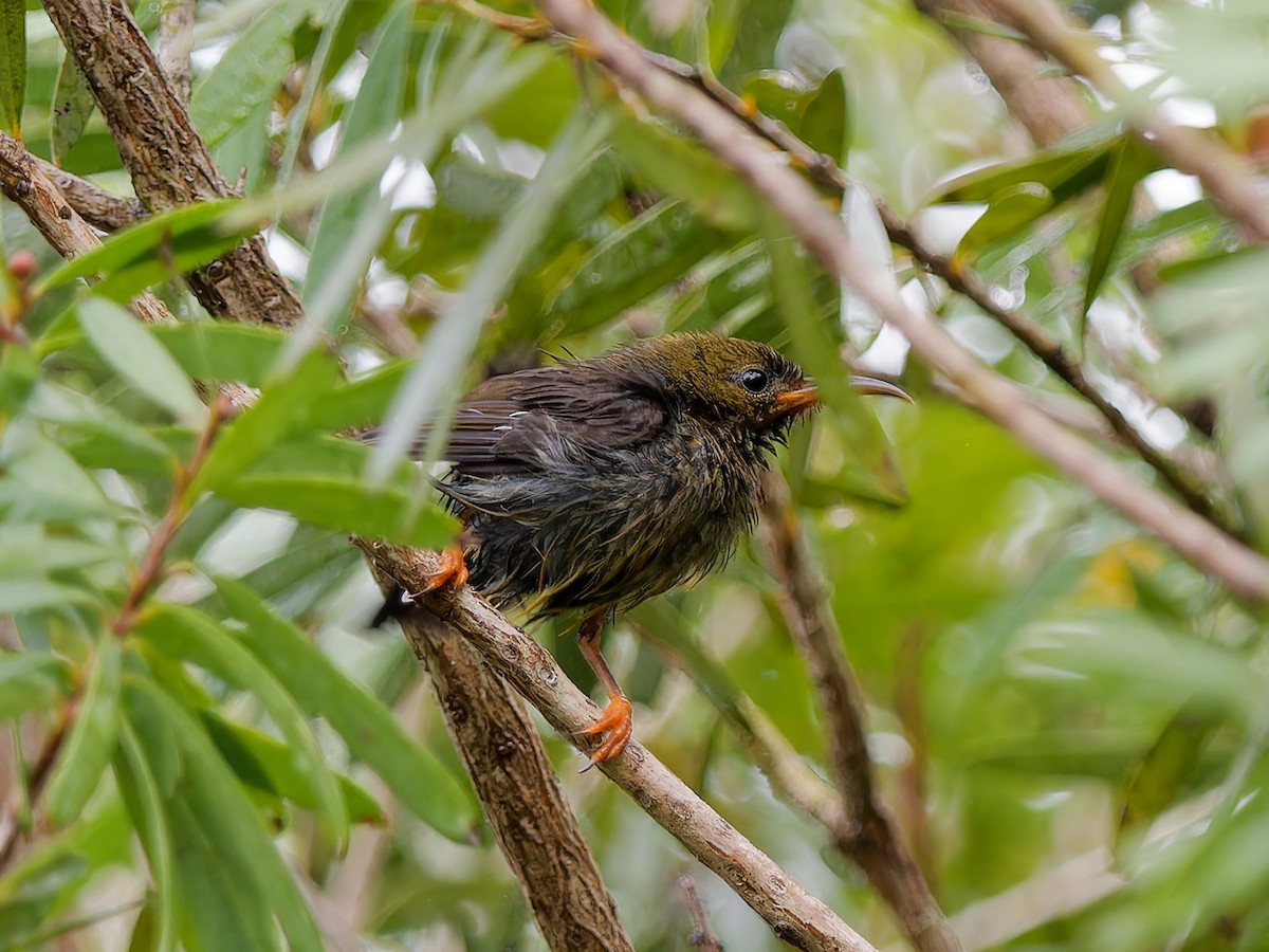 Karmesinnektarvogel - ML625488150