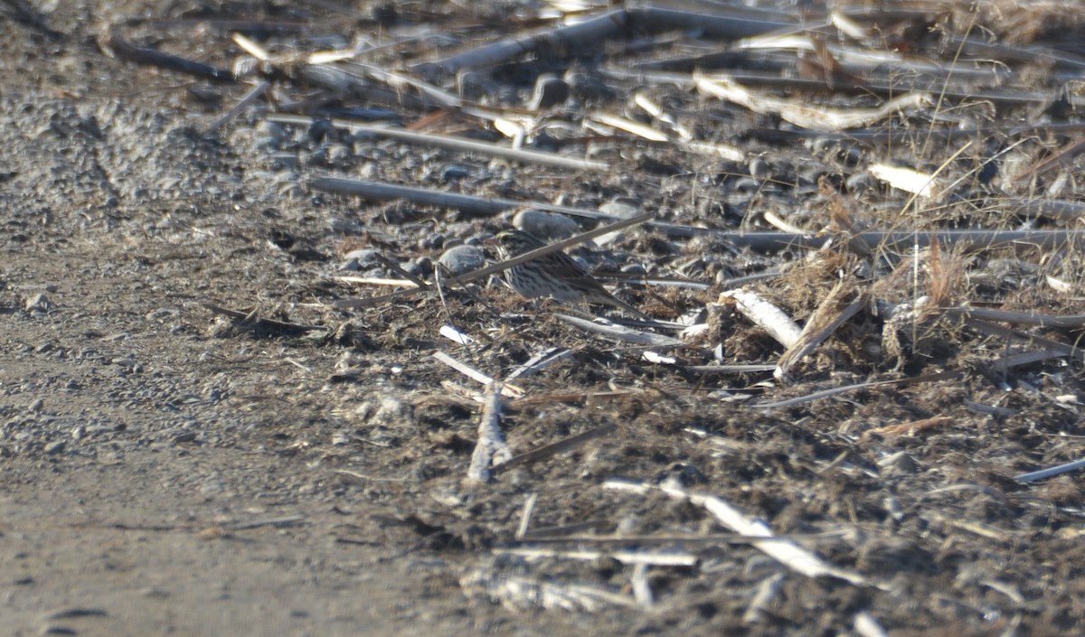 Savannah Sparrow - ML625488200