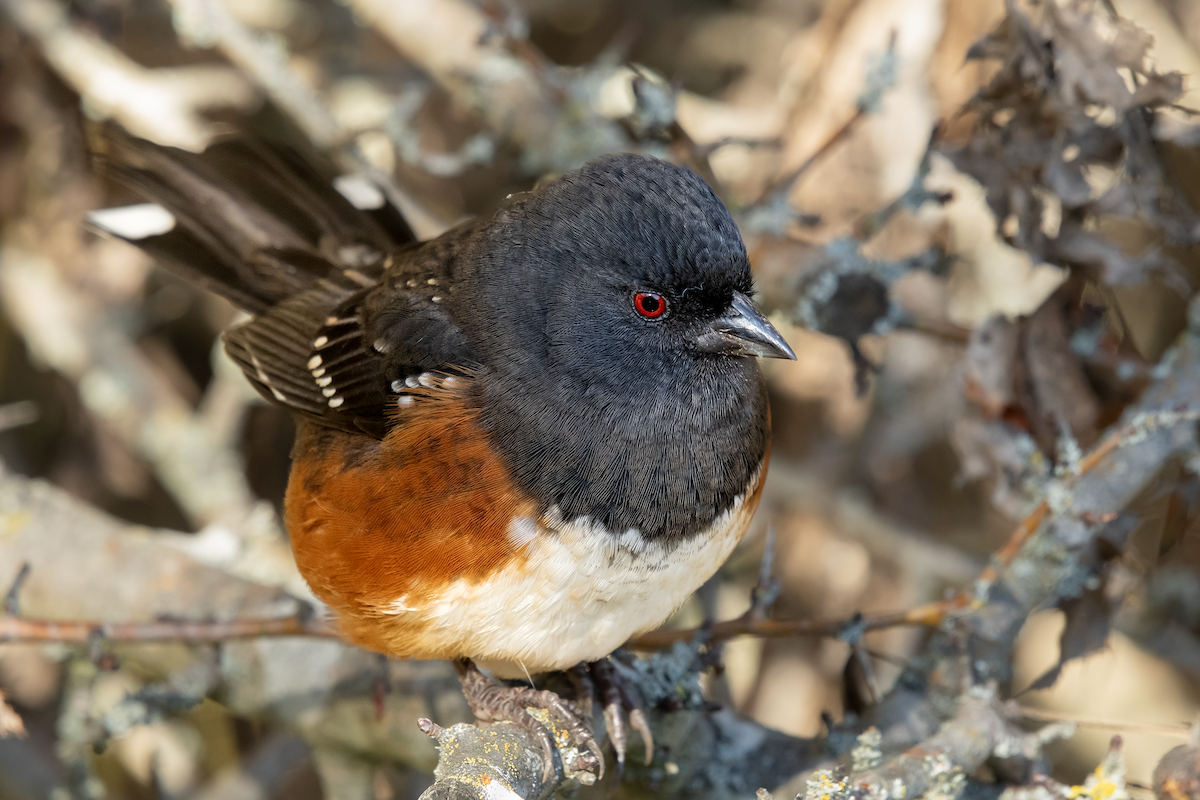 Spotted Towhee - ML625488389
