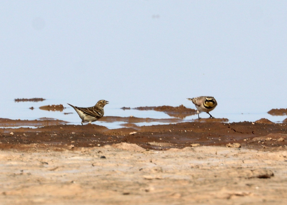 Chestnut-collared Longspur - ML625488593