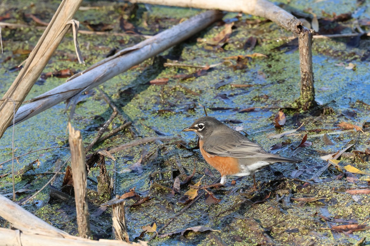 American Robin - ML625488609