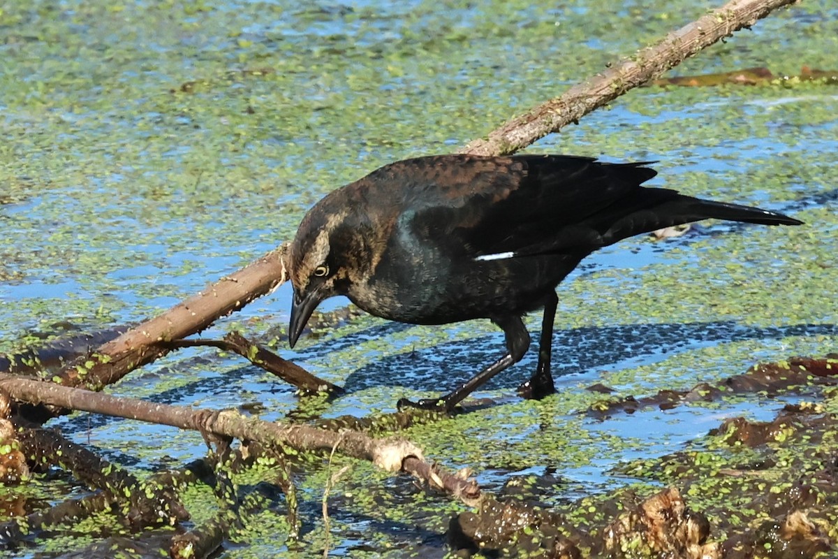 Rusty Blackbird - ML625488703