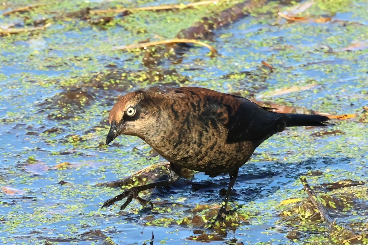 Rusty Blackbird - ML625488704