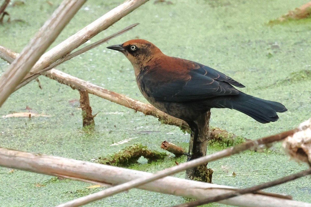 Rusty Blackbird - ML625488705