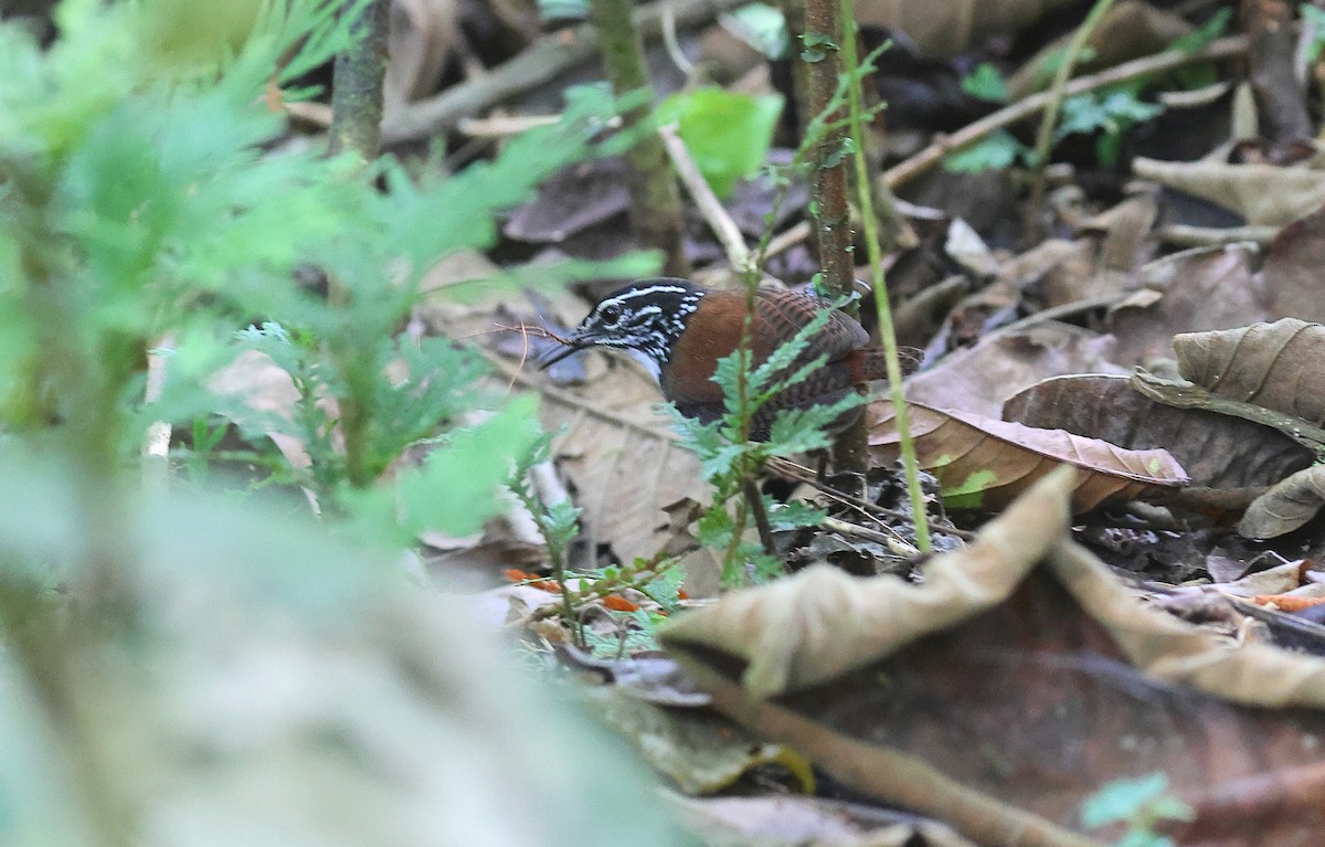 White-breasted Wood-Wren - ML625488711