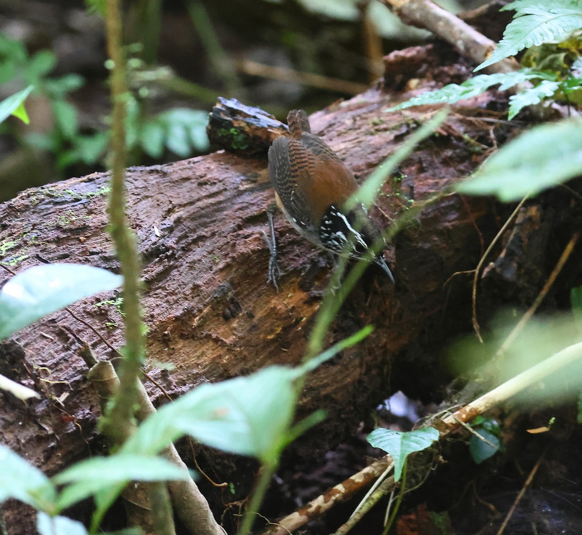 White-breasted Wood-Wren - ML625488715