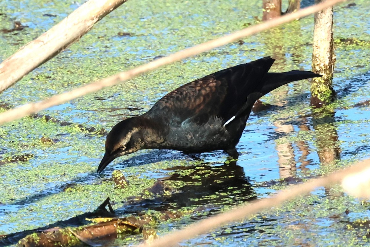 Rusty Blackbird - ML625488725