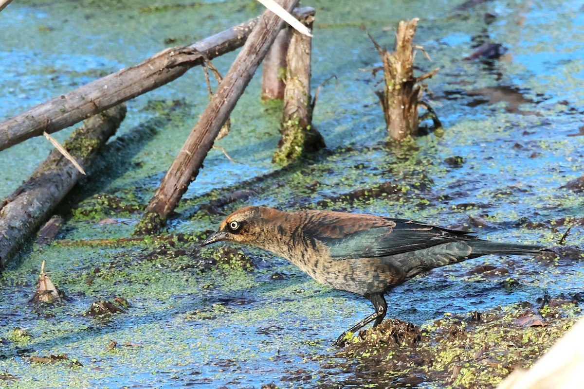 Rusty Blackbird - ML625488727