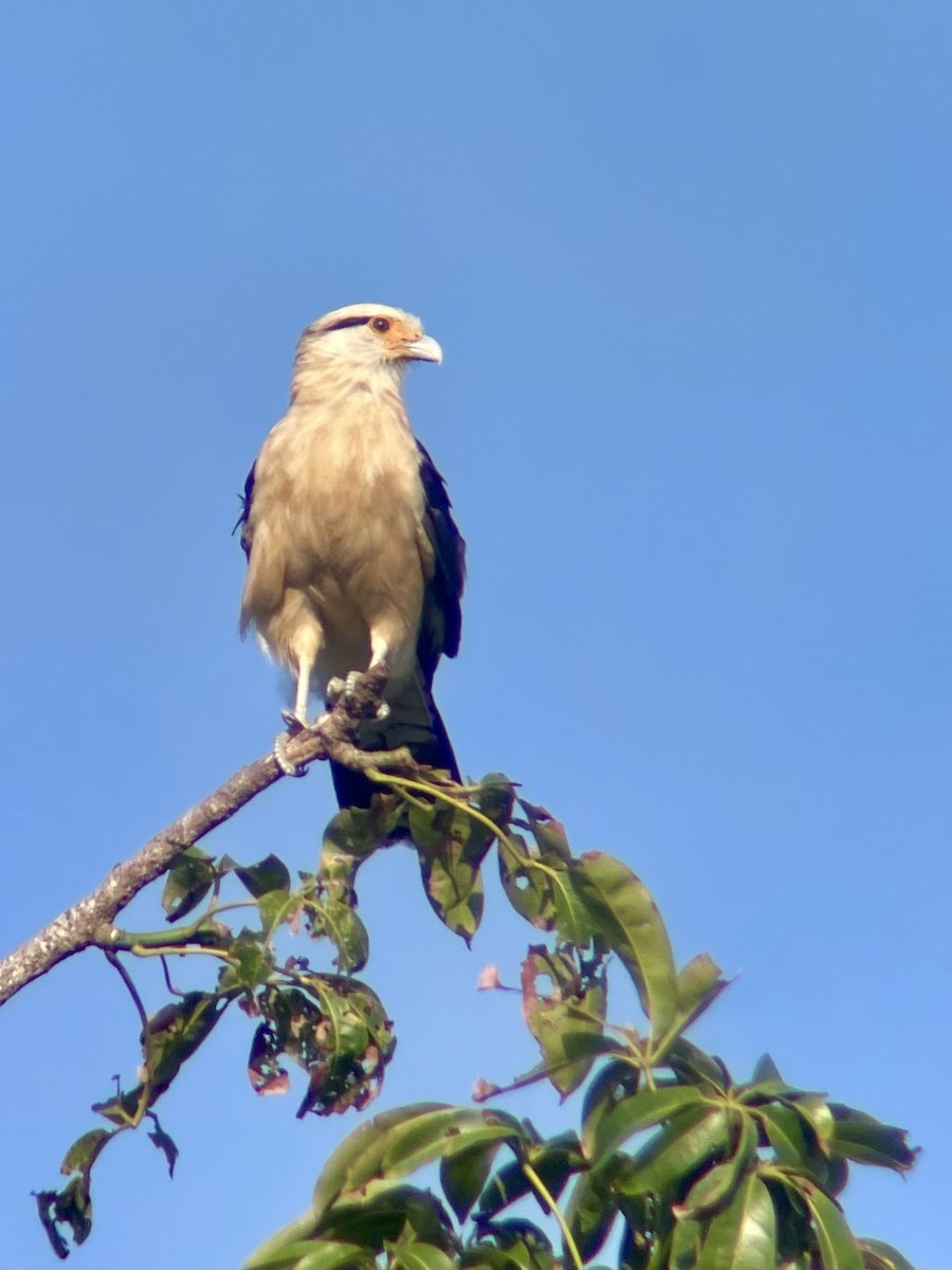 Yellow-headed Caracara - ML625488872