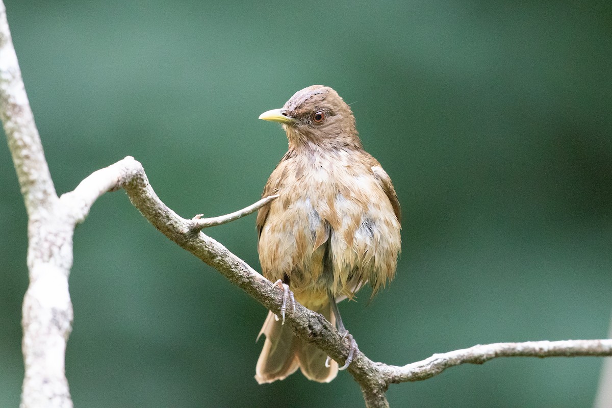 Clay-colored Thrush - ML625488875