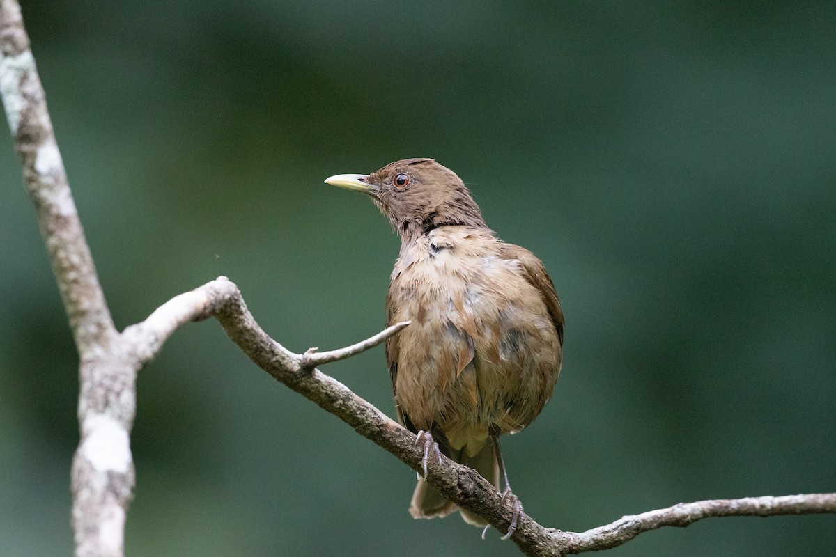 Clay-colored Thrush - Nitin Chitale