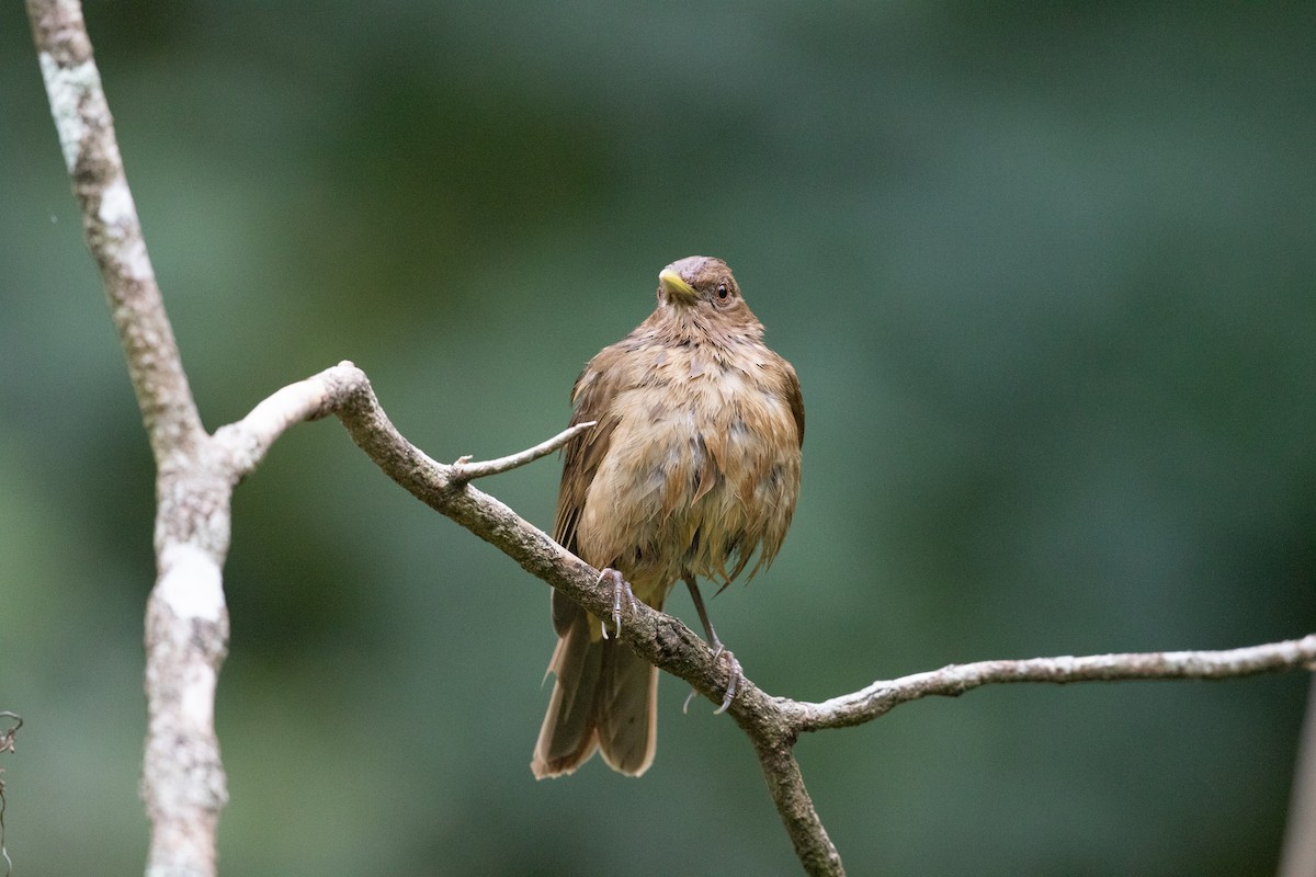 Clay-colored Thrush - ML625488878