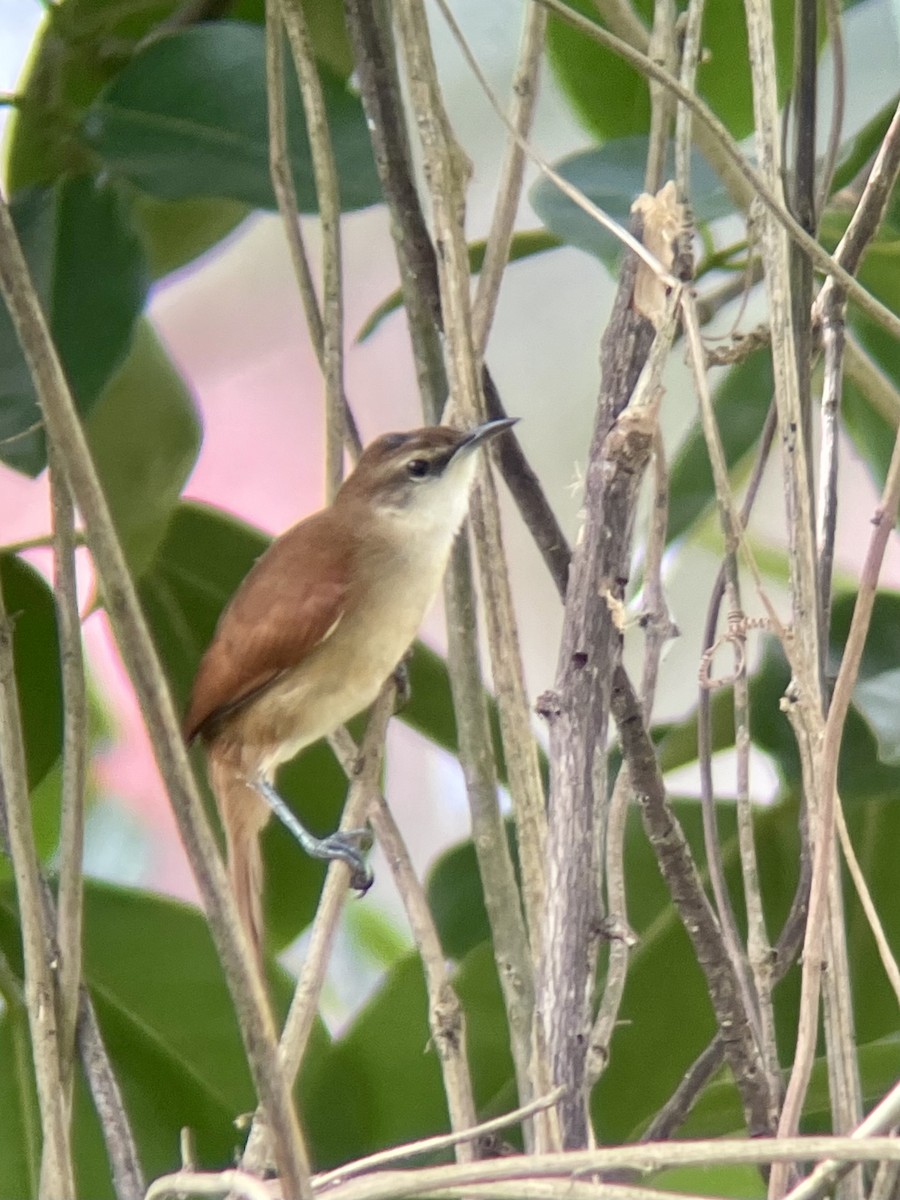 Yellow-chinned Spinetail - ML625488883