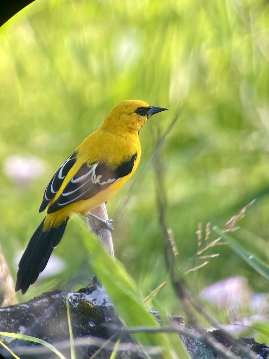 Yellow Oriole - ML625488910