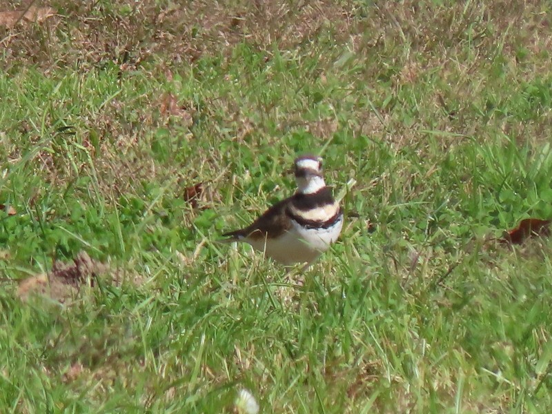 Killdeer - ML625488964