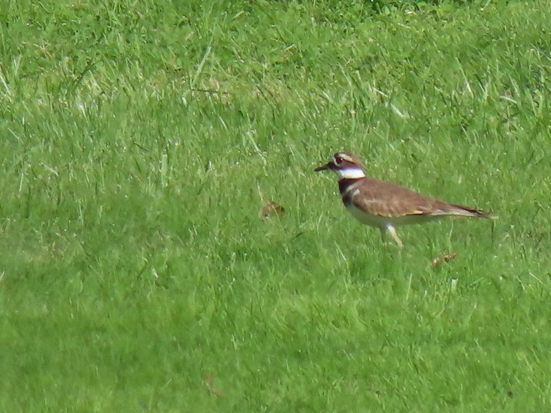 Killdeer - ML625488982