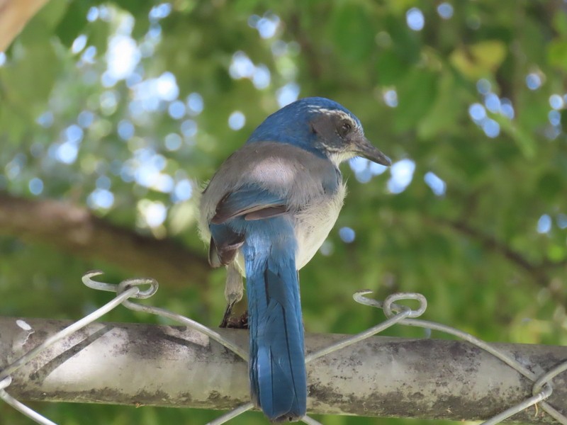 California Scrub-Jay - ML625489001